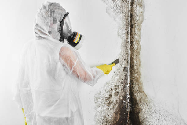 Best Attic Mold Removal  in Wilkes Barre, PA