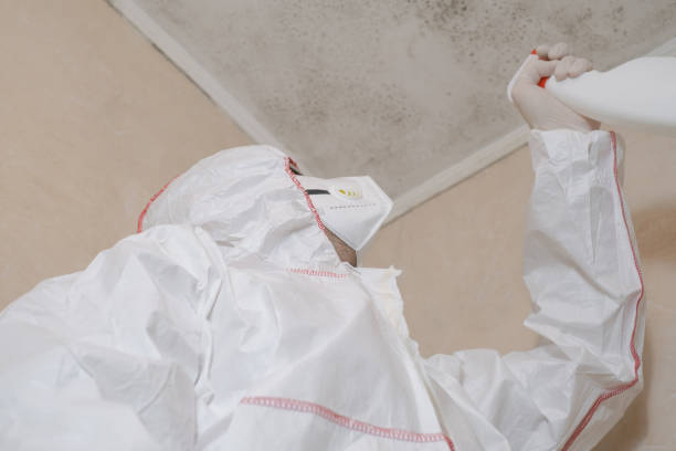 Reliable Wilkes Barre, PA Mold Removal Solutions