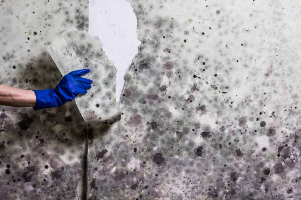 Best Professional Mold Removal  in Wilkes Barre, PA
