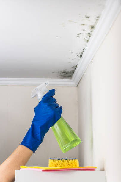 Best Black Mold Removal  in Wilkes Barre, PA